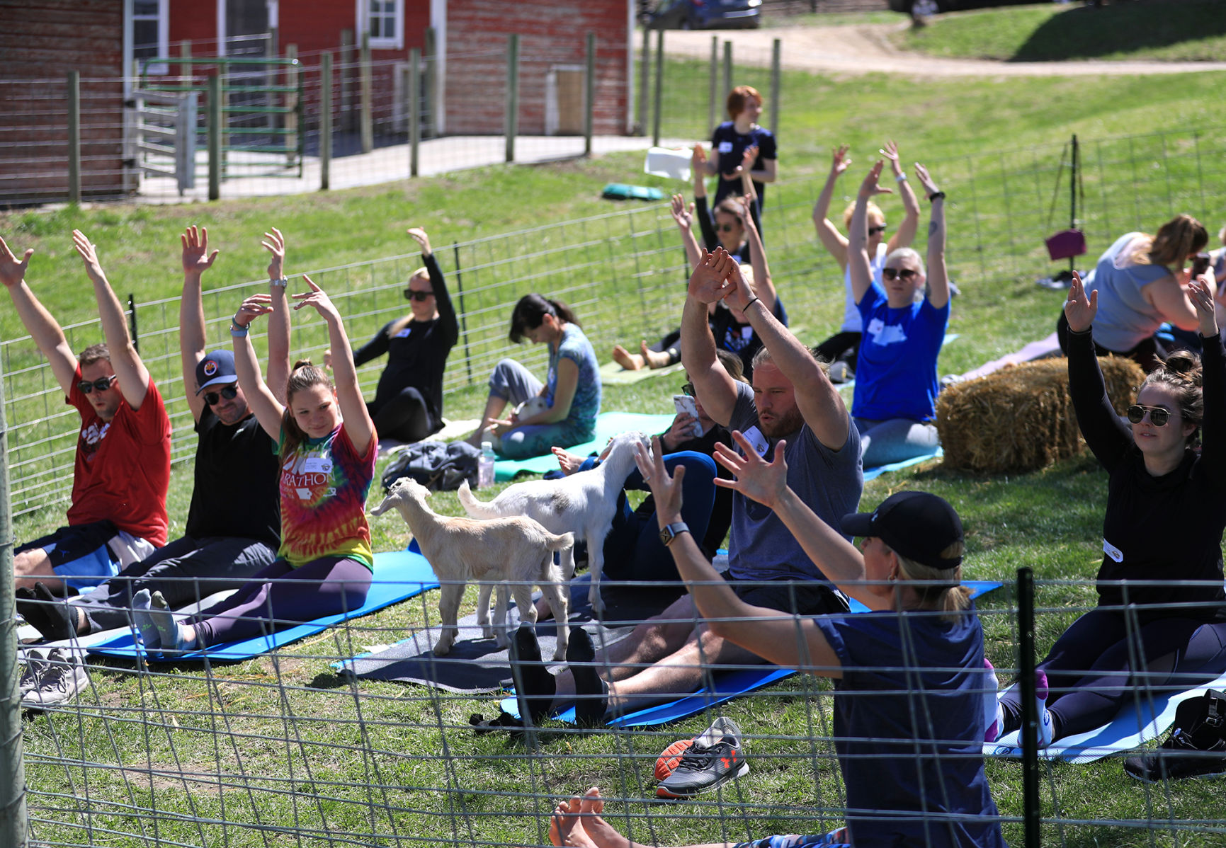 Namaste Goat Yoga